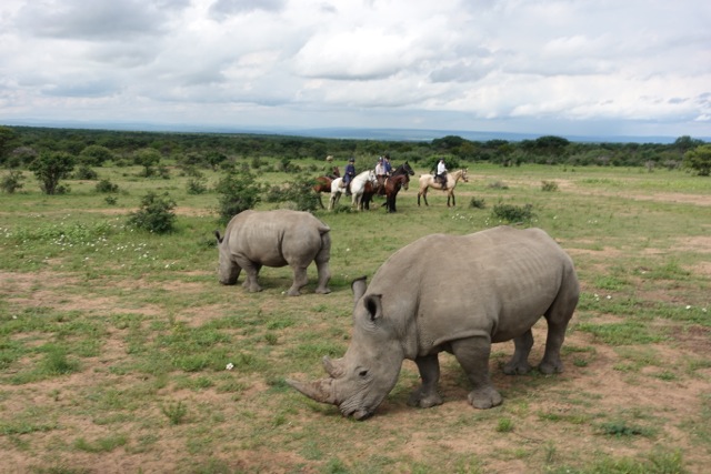 twt-riders-2017-encountering-white-rhino