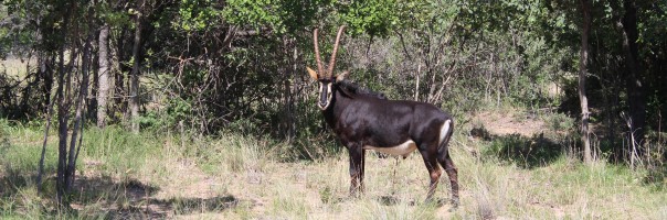 Sable antelope at Ant's Nest